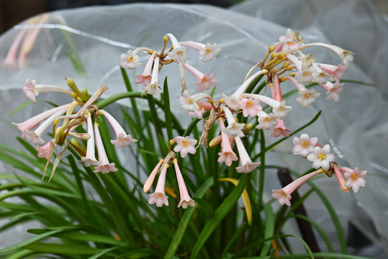 Fire Lily - Cyrtanthus mackenii -  5 bulbs
