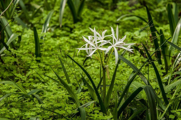 white indian lilies Crinum americanum (native) - "Swamp Lily"