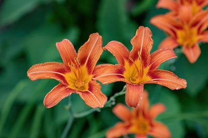 Orange Daylily - 5 Fleshy Roots
