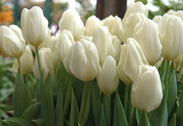 Tulipa 'Purissima' -  5 bulbs