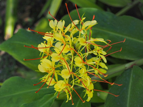 Hedychium gardnerianum (Kahili Ginger Lily)- 3  bulbs