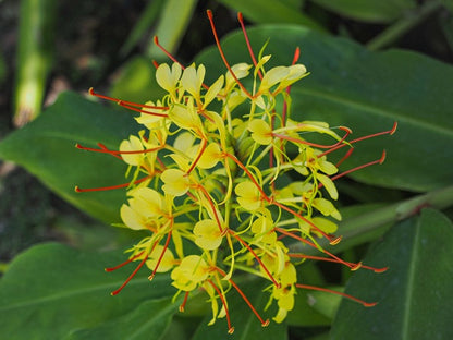 Hedychium gardnerianum (Kahili Ginger Lily)- 3  bulbs