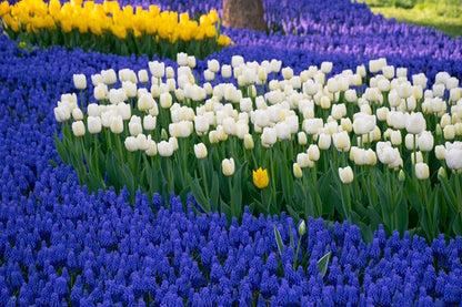 Muscari "Grape Hyacinth" - 20 bulbs