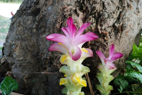 Curcuma aeruginosa 'Indian Surprise' - 3 bulbs