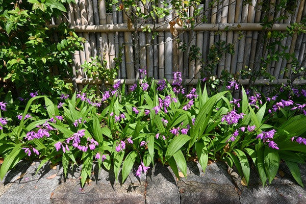 Ground Orchid - 1 gal pot