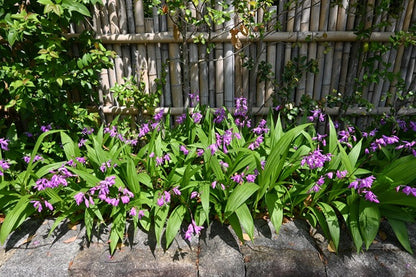 Ground Orchid - 1 gal pot