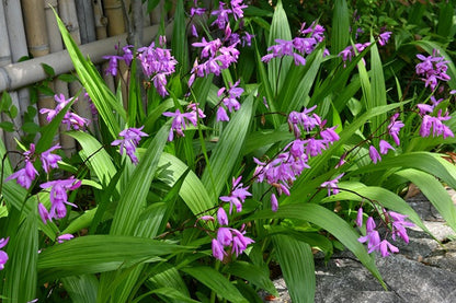 Ground Orchid - 1 gal pot