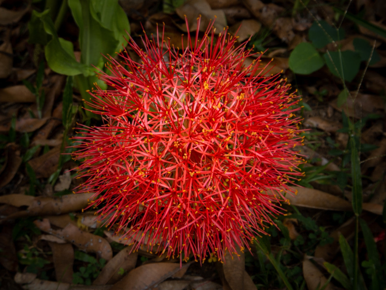 blood red lily flower Blood Lily (Scadoxus multiflorus)