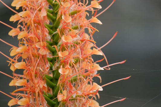 Hedychium aurantiacum (Orange Ginger Lily)	 -  3 bulbs