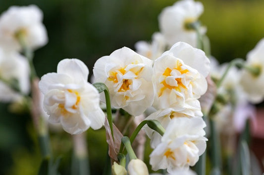 Daffodil tazetta 'Bridal Crown' - 5 bulbs