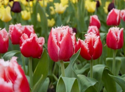 Tulipa 'Queensland' - 5 bulbs