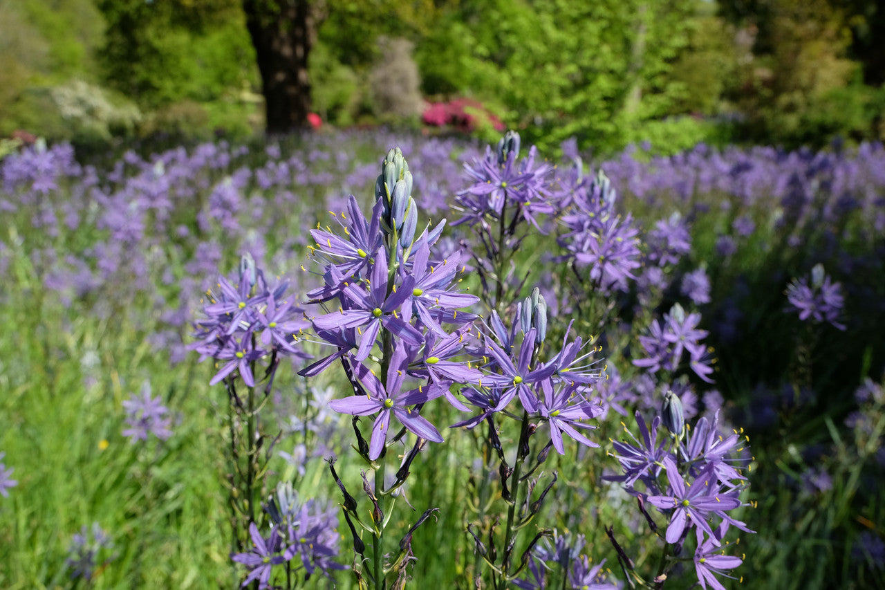 Wild Hyacinth (Native Camassia scilloides) - 3 bulbs