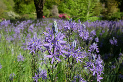 Wild Hyacinth (Native Camassia scilloides) - 3 bulbs