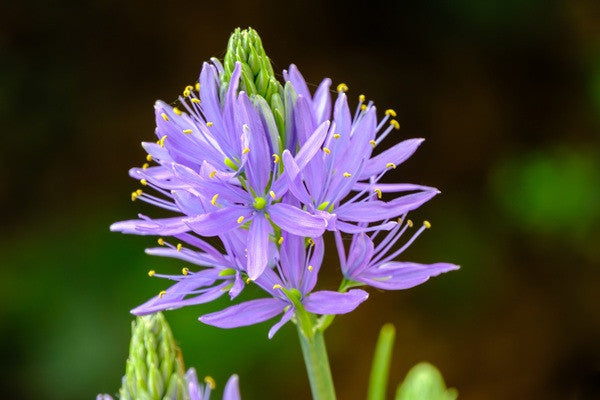 Camassia quamash - 10 bulbs