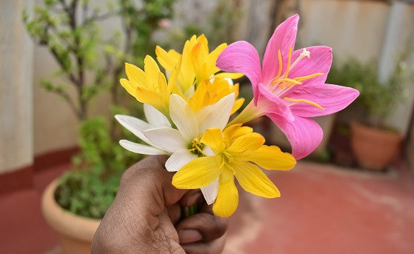 Zephyranthes candida 'White Rain Lily' - 10 bulbs