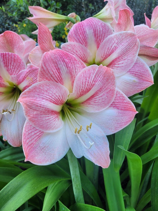 (Amaryllis) Hippeastrum Appleblossom - 1 bulb