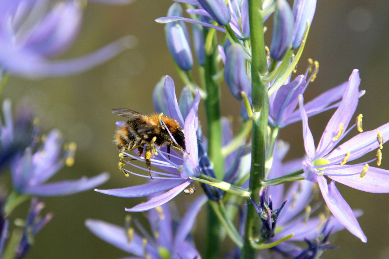 Wild Hyacinth (Native Camassia scilloides) - 3 bulbs