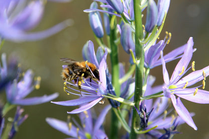 Wild Hyacinth (Native Camassia scilloides) - 3 bulbs