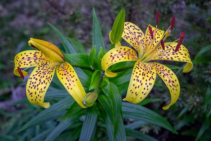 yellow tiger lily bulbs Lilium lancifolium 'Yellow Tiger Lily'