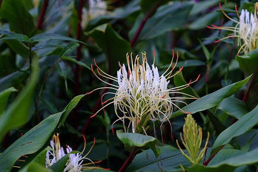 Hedychium ellipticum (Shaving Brush Ginger Lily) -  3 bulbs
