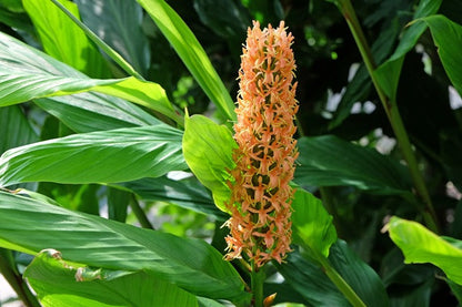Hedychium densiflorum (Dwarf Orange Ginger Lily) -  3 bulbs