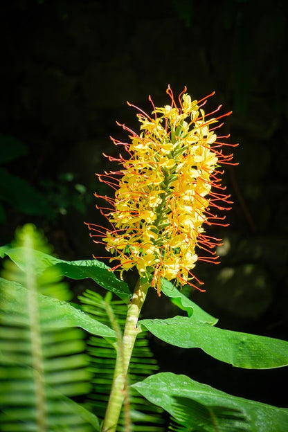 Hedychium gardnerianum (Kahili Ginger Lily)- 3  bulbs