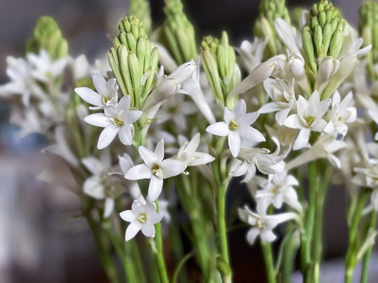 Single Tuberose (Polianthes) 5 tubers