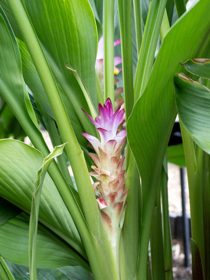 Curcuma aeruginosa 'Indian Surprise' - 3 bulbs