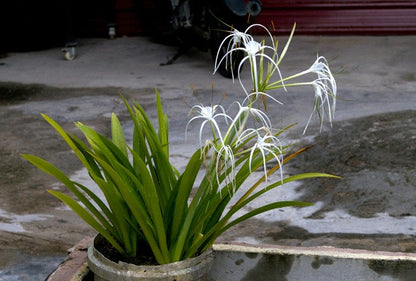 beach lily flower Hymenocallis littolaris (Beach Spider Lily)
