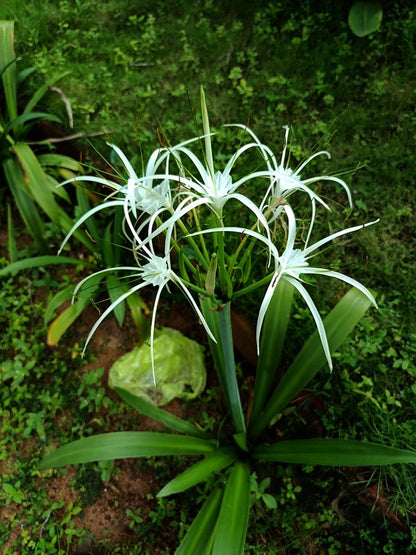 beach spider lily plant Hymenocallis littolaris (Beach Spider Lily)