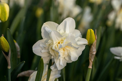 Daffodil  'Obdam' - 5 bulbs