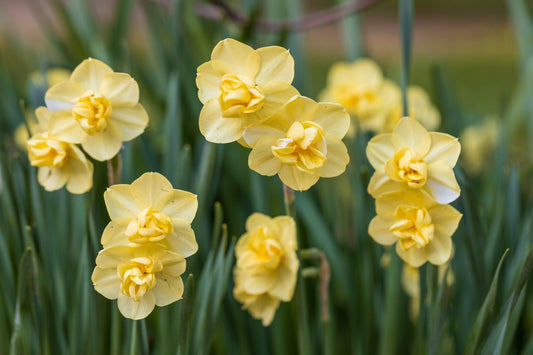 Daffodil 'Yellow Cheerfulness' double yellow blooms