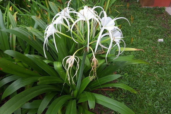 beach spider lily poisonous Hymenocallis littolaris (Beach Spider Lily)