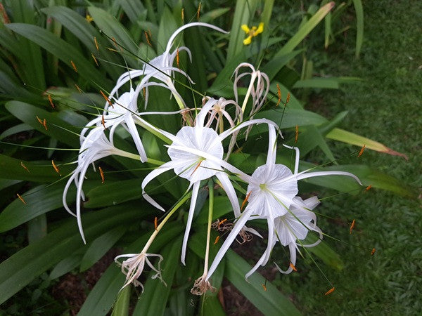 spider lily blooming season Hymenocallis littolaris (Beach Spider Lily)