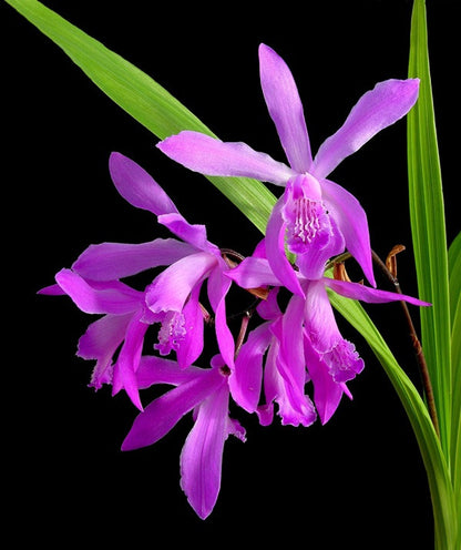 Ground Orchid - 1 gal pot