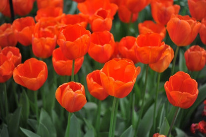 Tulipa 'Cadans' - 5 bulbs