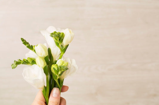 Freesia refracta (mixed) - 5 bulbs