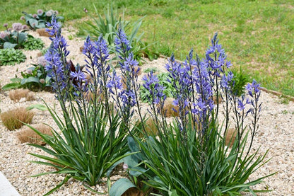 Camassia leichtlinii - 3 bulbs