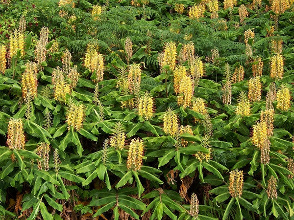 Hedychium gardnerianum (Kahili Ginger Lily)- 3  bulbs