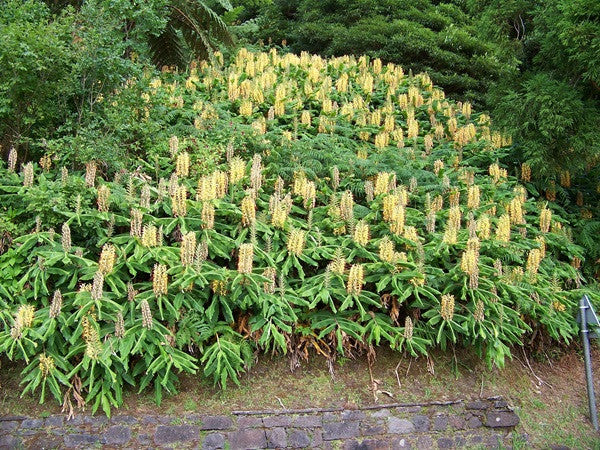The Southern Bulb Co. Hedychium gardnerianum Kahili Ginger Lily - Thumbnail 3