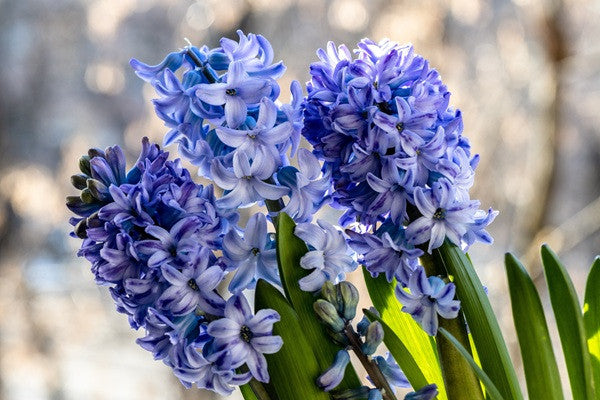Hyacinthus Hyacinth Blue 'Delft Blue' - 5 bulbs