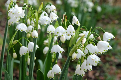 Leucojum aestivum 'Giant Snowflakes' - 10 bulbs