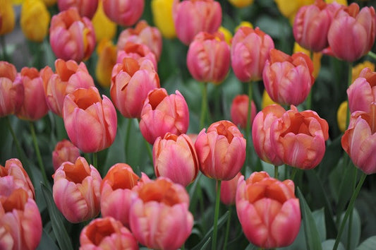 Tulipa 'Flevo Passion' - 5 bulbs