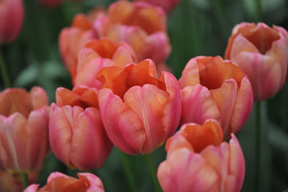 Tulipa 'Flevo Passion' - 5 bulbs