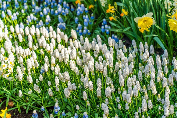 Southern Bulbs Muscari armeniacum Grape Hyacinth - Thumbnail 4