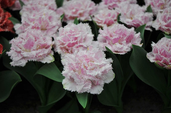 Tulipa 'Perth'- Southern Bulbs – The Southern Bulb Co.