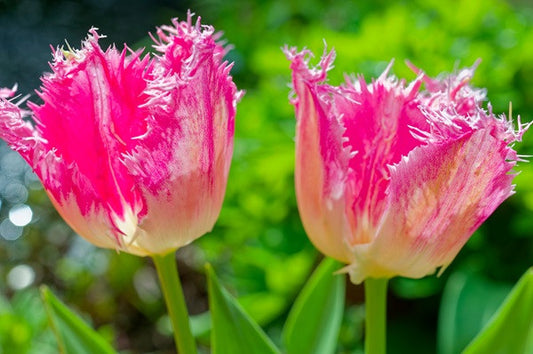 Tulipa 'Fancy Frills' - 5 bulbs