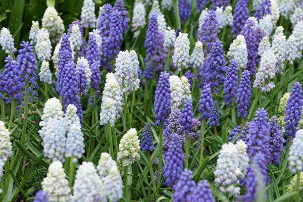 Muscari armeniacum album "White Grape Hyacinth" - 20 bulbs