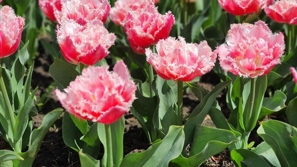Tulipa 'Queensland' - 5 bulbs