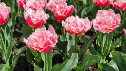 Tulipa 'Queensland' - 5 bulbs
